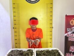 Luar Biasa…Satres Narkoba Polres Labusel Kembali Amankan 13,7 Kg Ganja di Kotapinang