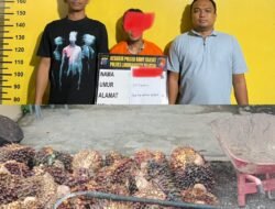 Polsek Kampung Rakyat Amankan Terduga Pelaku Pencurian Sawit di Kebun Perlabian